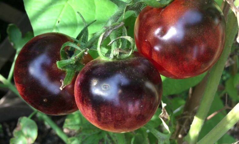 Beneficios y curiosidades del tomate azul 1