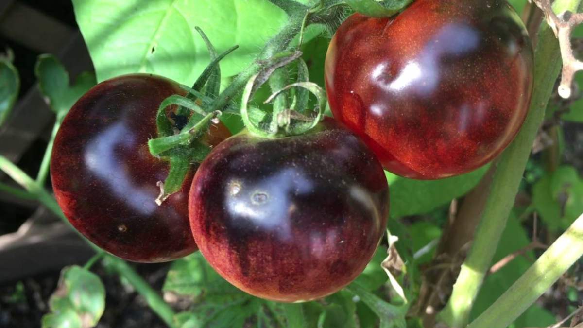 Beneficios y curiosidades del tomate azul 4