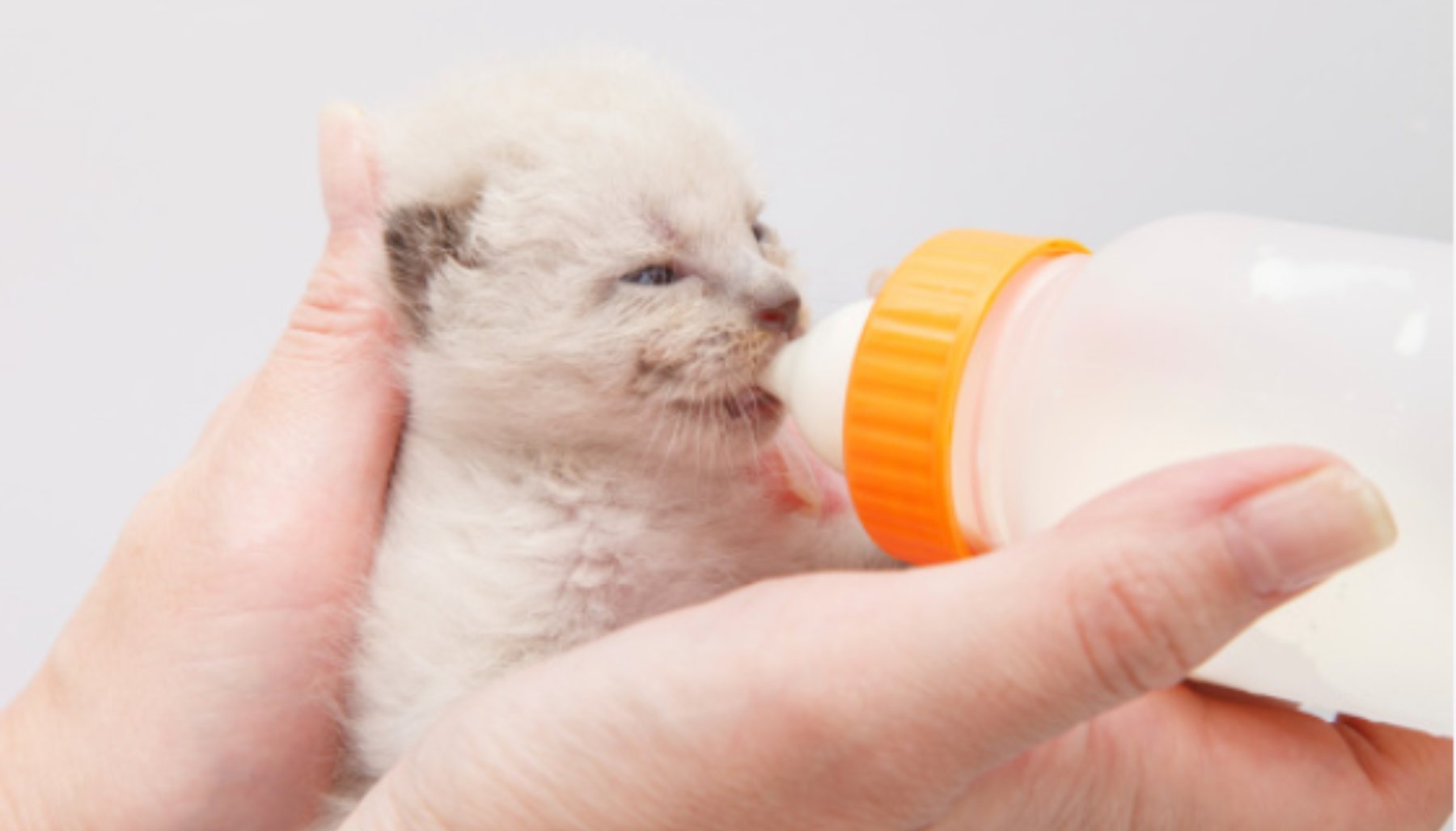 Receta de leche materna para gatos casera 4