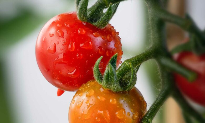 Las propiedades de los tomates y los beneficios al comerlos 1