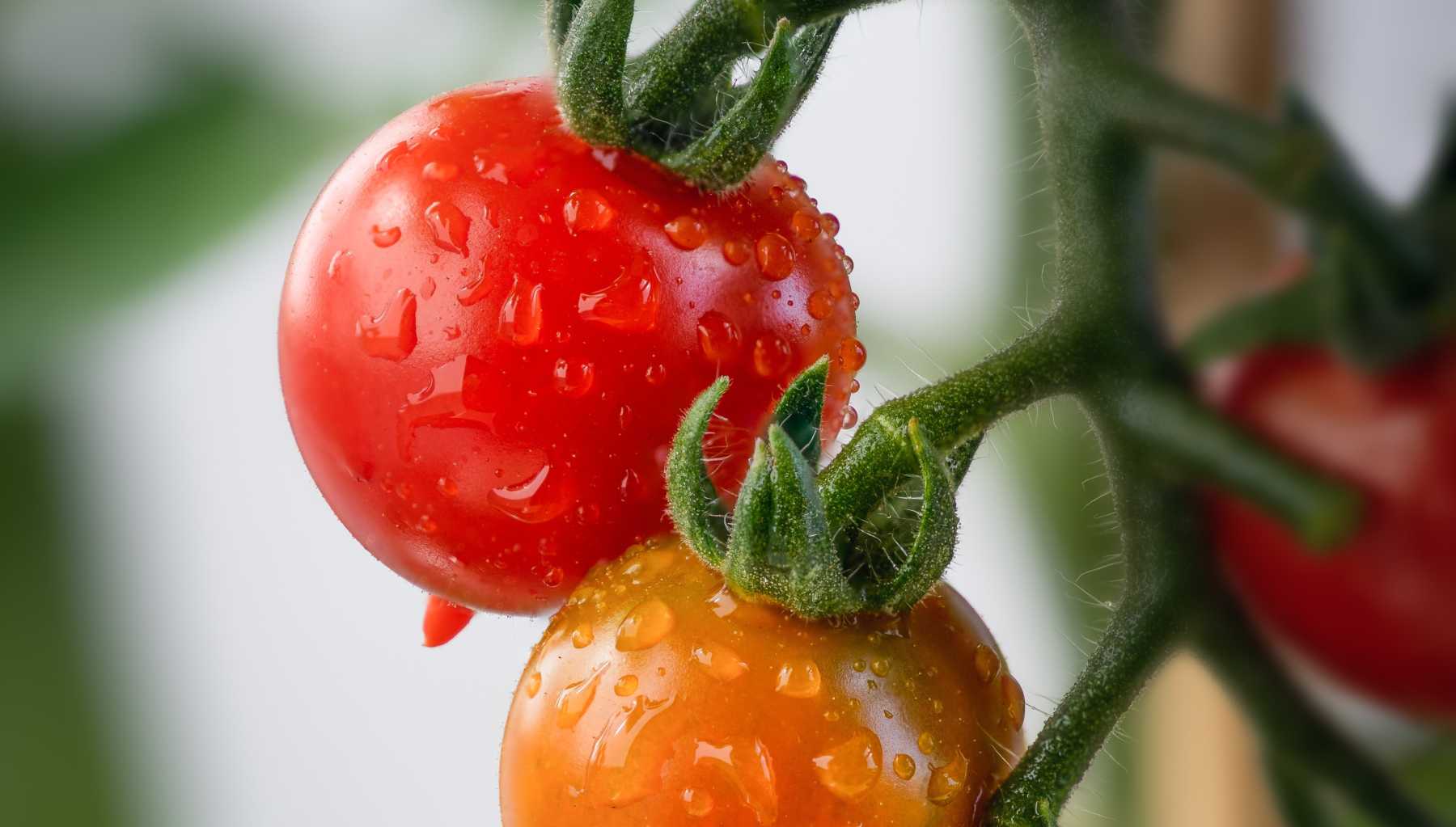 Las propiedades de los tomates y los beneficios al comerlos 4
