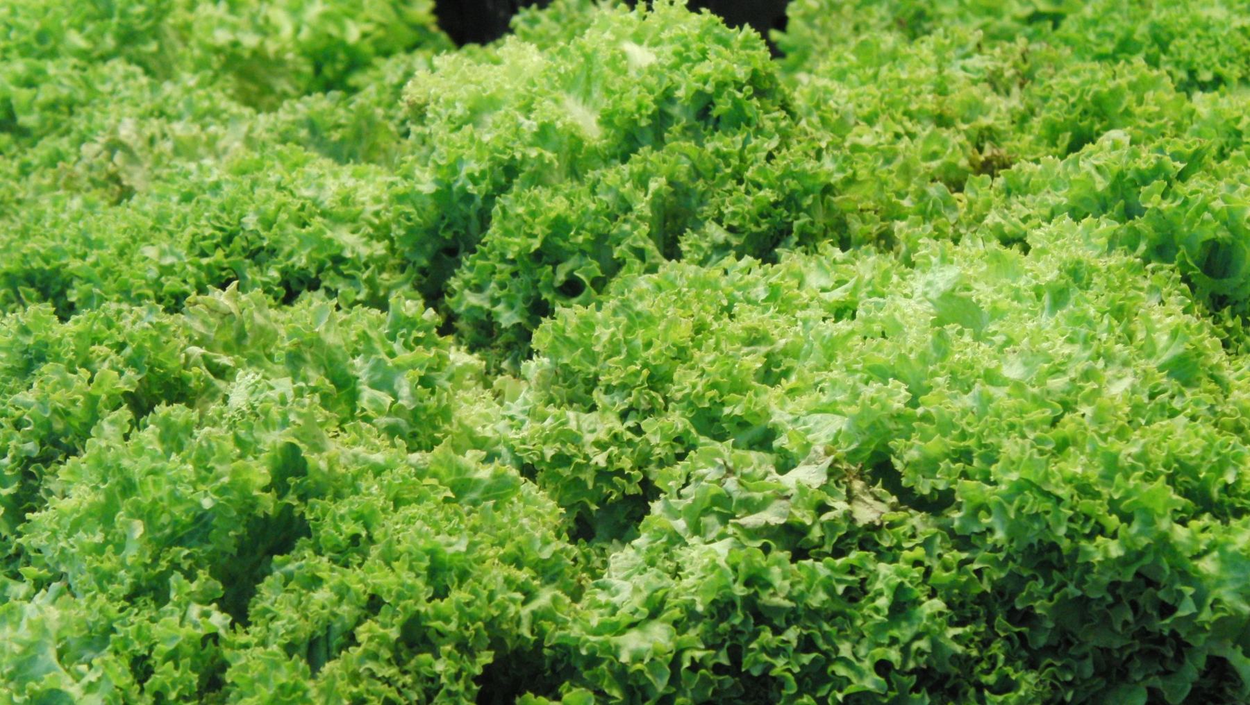 Ensalada especiada de escarola con hinojo 4