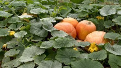 Las mejores recetas con calabaza para este otoño 8