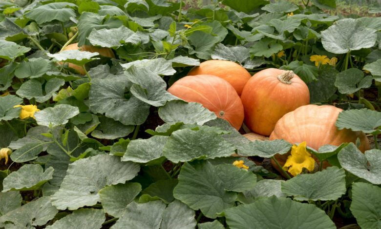 Las mejores recetas con calabaza para este otoño 1