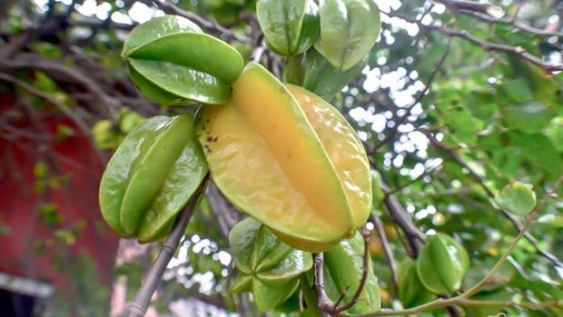 fruta de carambola