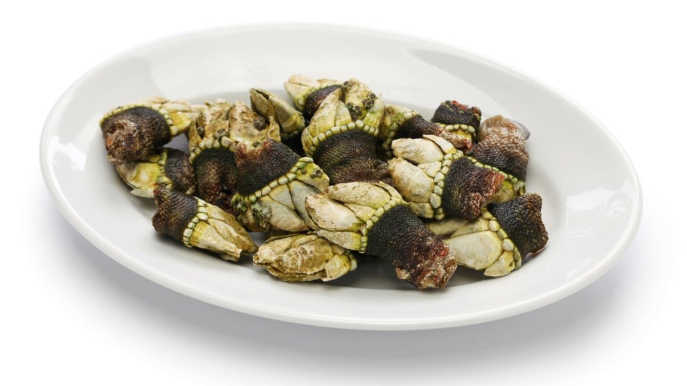 Cómo cocer percebes paso a paso 4